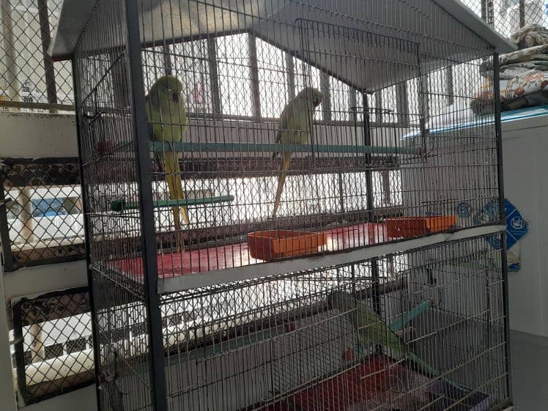 RING NECK PARROT SALE WITH CAGE 1