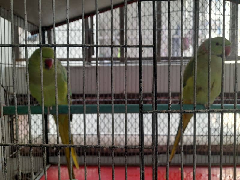 RING NECK PARROT SALE WITH CAGE 2