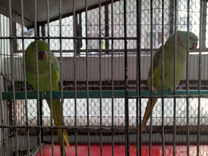 RING NECK PARROT SALE WITH CAGE 3