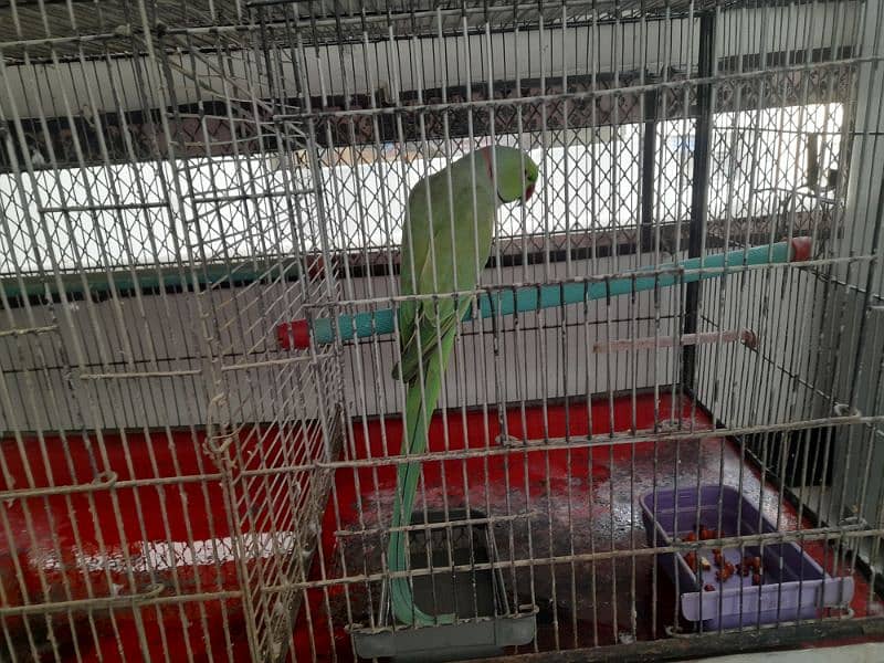 RING NECK PARROT SALE WITH CAGE 4