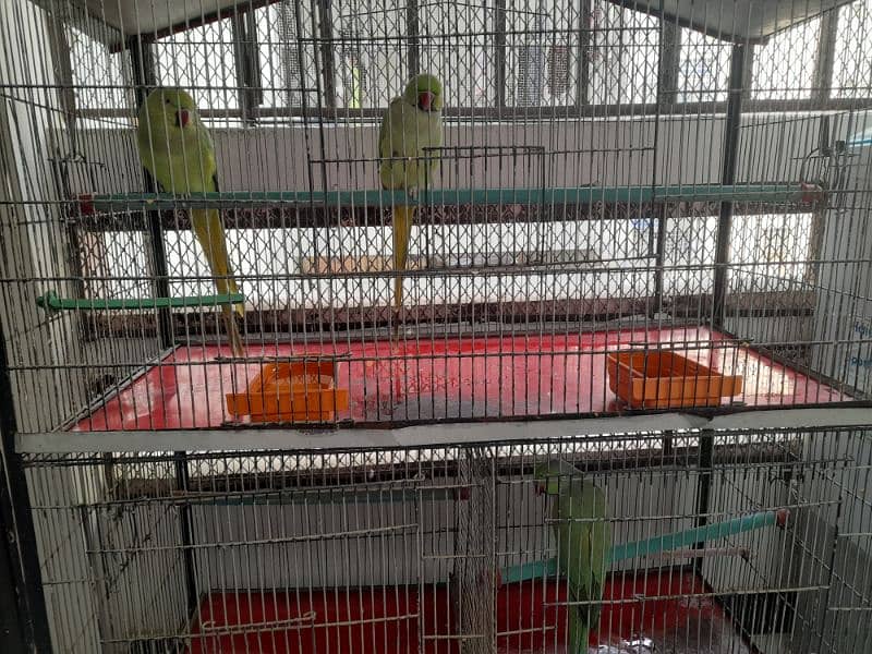 RING NECK PARROT SALE WITH CAGE 5