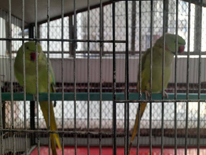 RING NECK PARROT SALE WITH CAGE 6