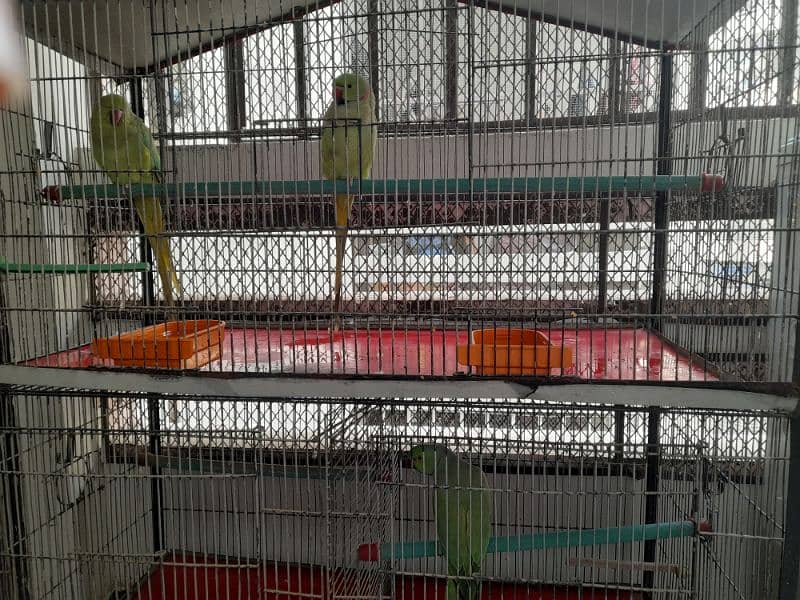 RING NECK PARROT SALE WITH CAGE 7