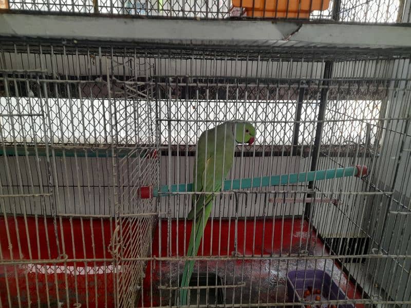 RING NECK PARROT SALE WITH CAGE 8