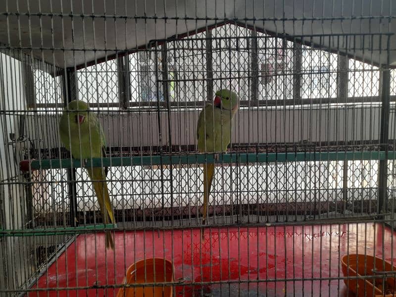 RING NECK PARROT SALE WITH CAGE 9