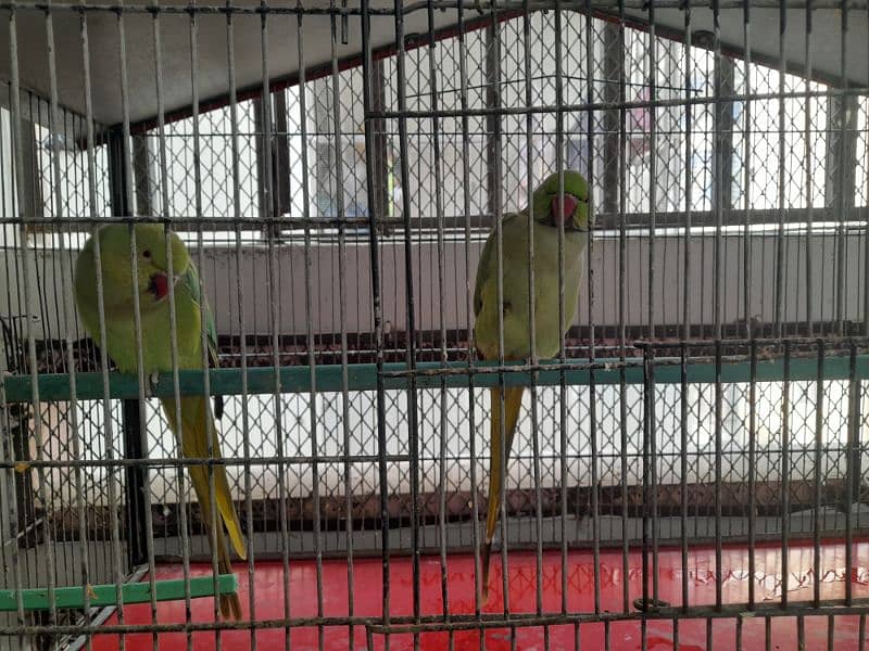 RING NECK PARROT SALE WITH CAGE 10