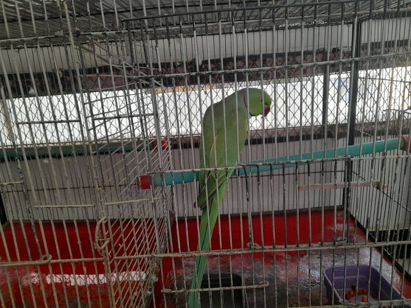 RING NECK PARROT SALE WITH CAGE 11