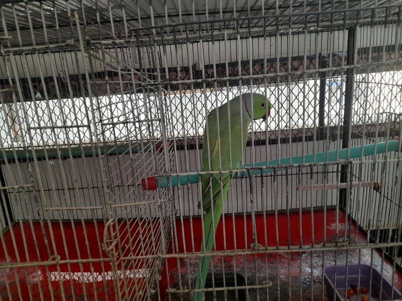 RING NECK PARROT SALE WITH CAGE 12