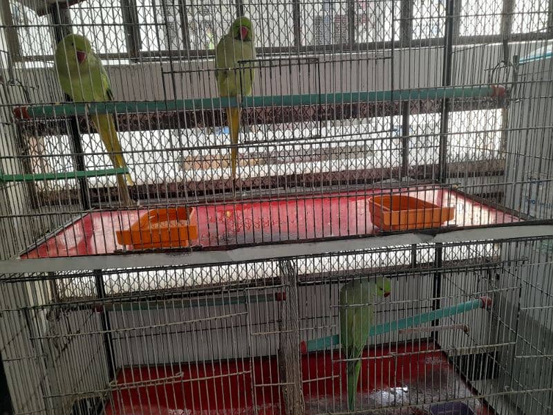 RING NECK PARROT SALE WITH CAGE 13