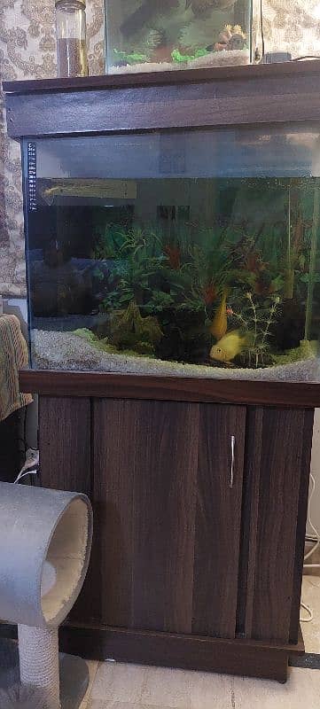 fish with 2 aquariums 1