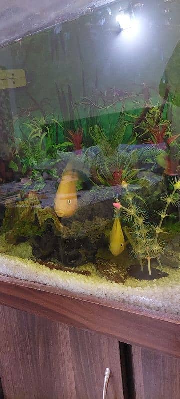 fish with 2 aquariums 2