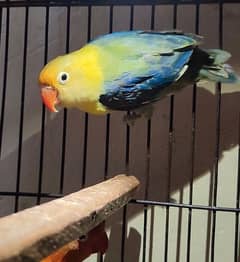 violet parblue Opaline split Palefellow male for sale