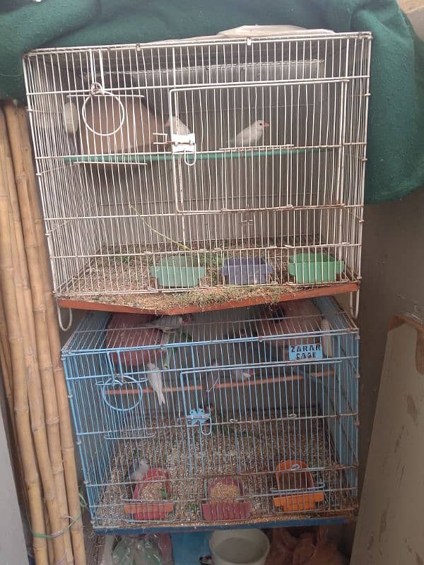 love birds ,budgies & java breeder full setup 2