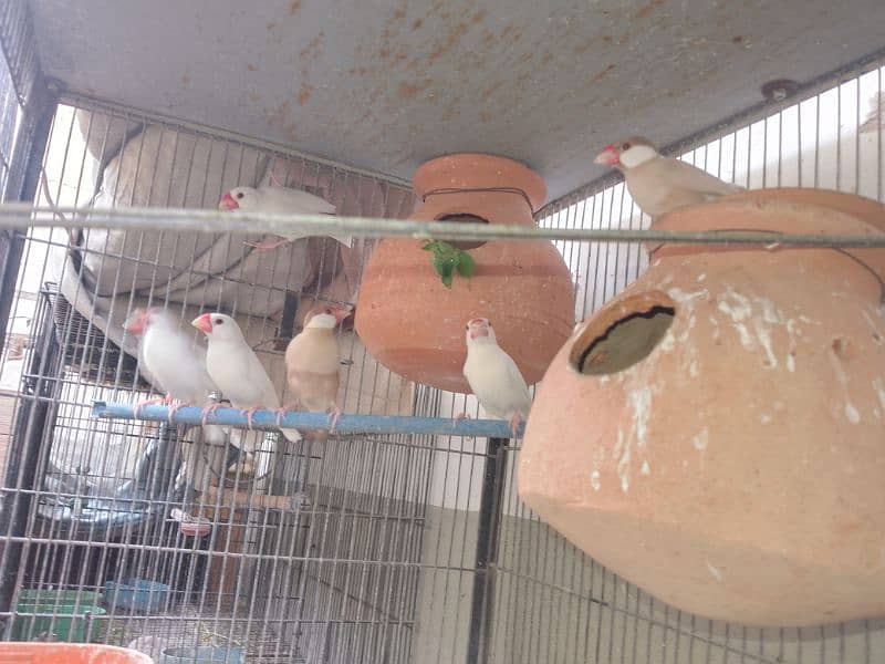 love birds ,budgies & java breeder full setup 9