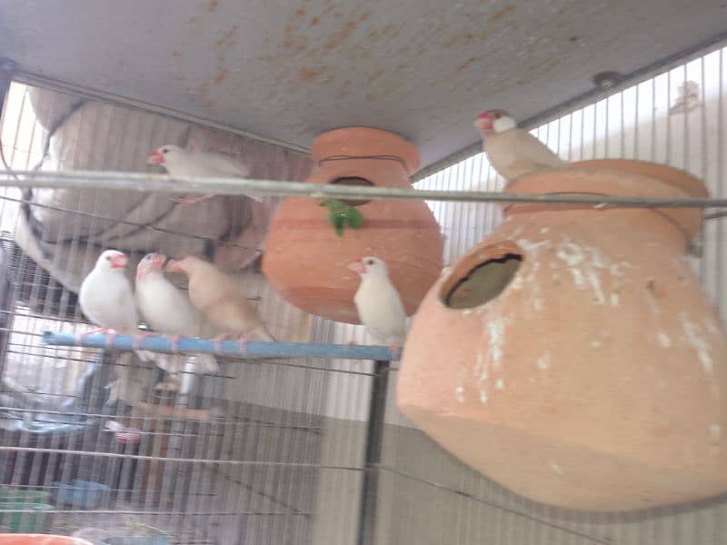 love birds ,budgies & java breeder full setup 10