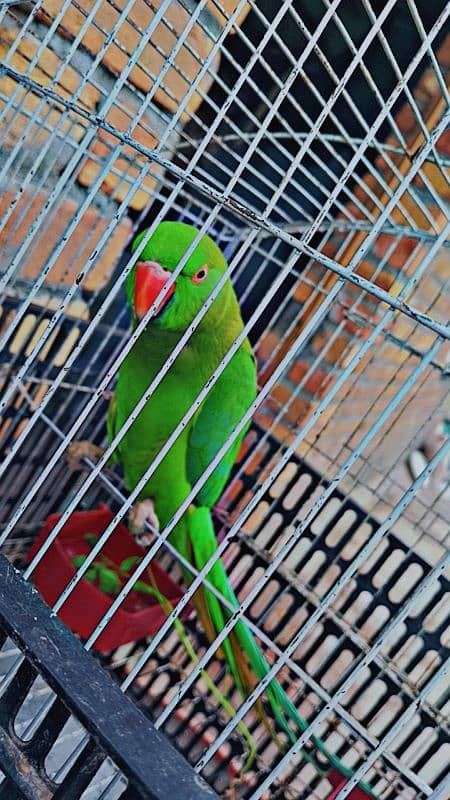 parrot 0