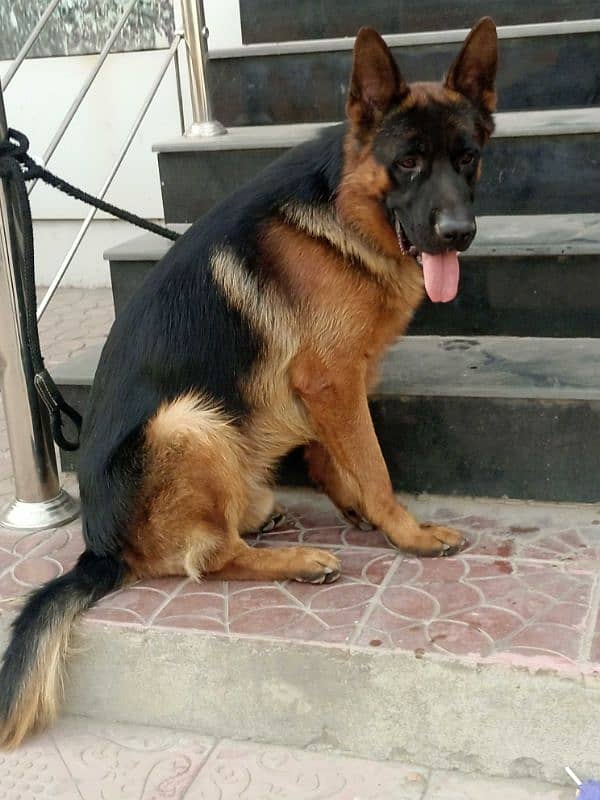 Pink ped Gsd for stud only 0