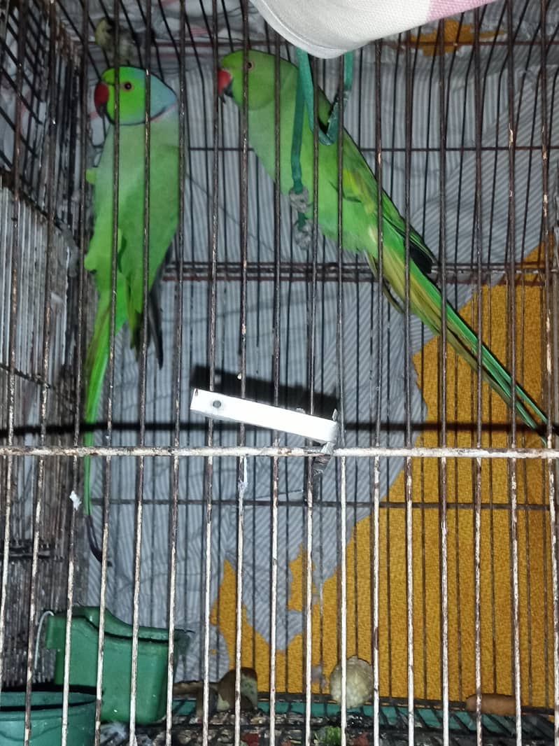 Talking Ringneck Parrot Contact 03362838259 0