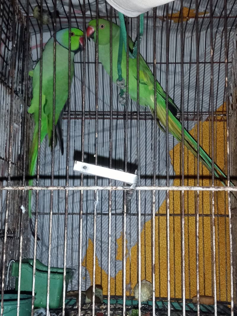 Talking Ringneck Parrot Contact 03362838259 1