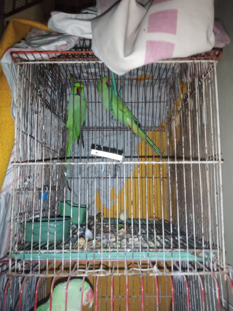 Talking Ringneck Parrot Contact 03362838259 2