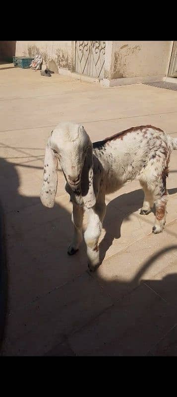 Medium Size Bakra 3