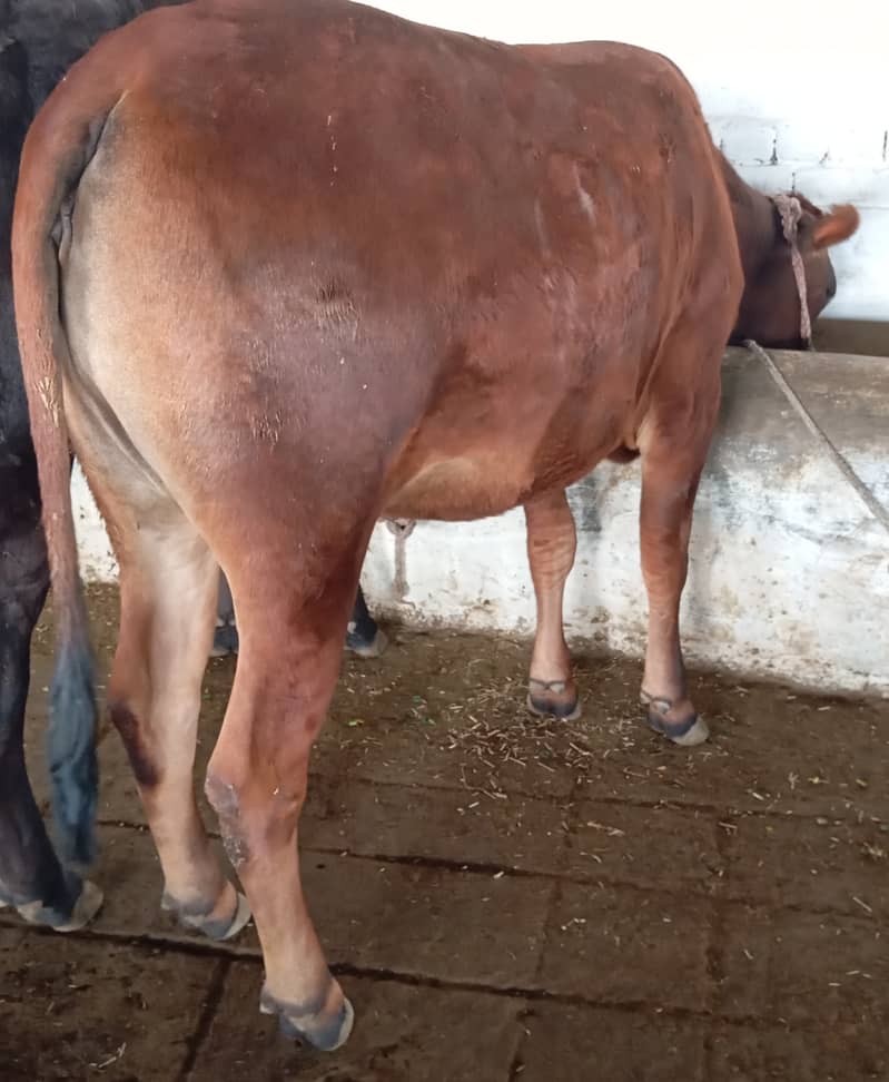 Jercy cross heifer pregnant 4.5months 2