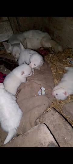 Russian puppy for sale contact number 03004792749