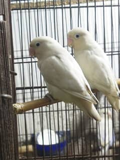 Love birds pair