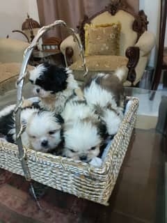 Shihtzu top class quality puppies available