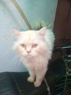 Persian cat  Male  White 1/5 year above age