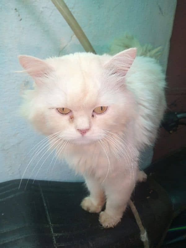 Persian cat  Male  White 1/5 year above age 1