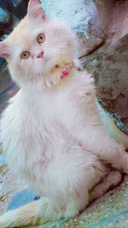 Persian cat  Male  White 1/5 year above age 2