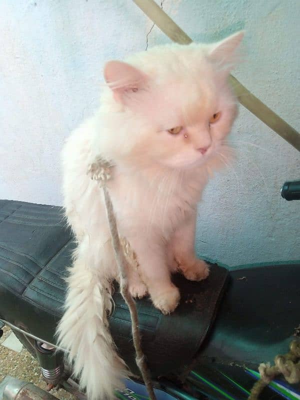 Persian cat  Male  White 1/5 year above age 3