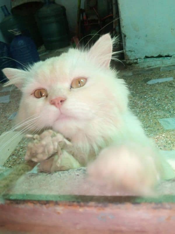 Persian cat  Male  White 1/5 year above age 4