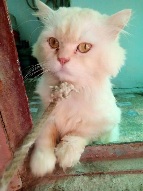 Persian cat  Male  White 1/5 year above age 5