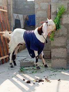 bakra