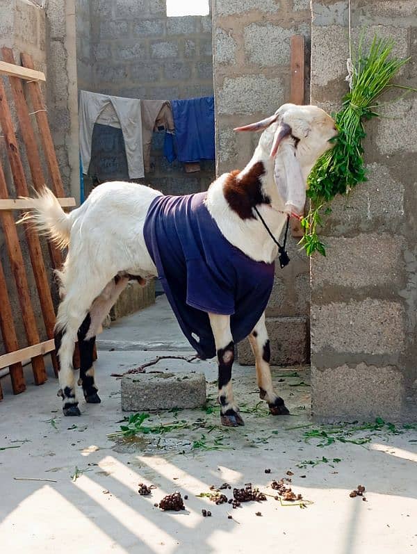 bakra 1