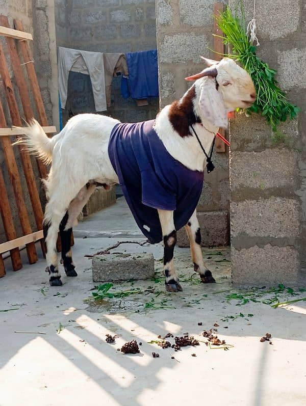 bakra 2