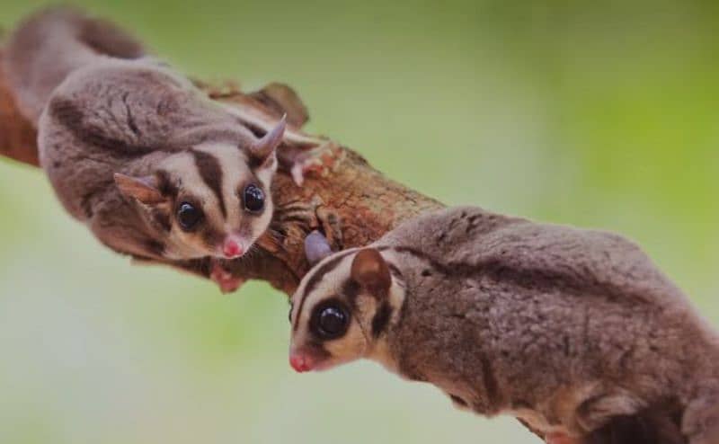 Sugar Glider 0