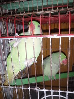 Raw Parrots for Sale Bolna Seekhne ki umer me hain 03362838259