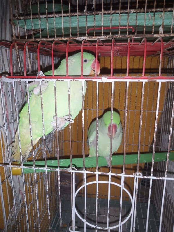 Raw Parrots for Sale Bolna Seekhne ki umer me hain 03362838259 1