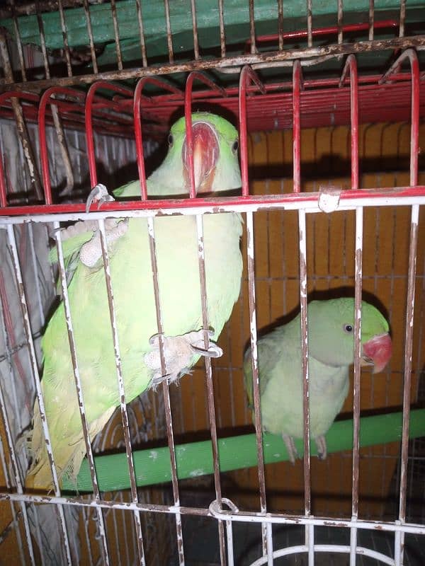 Raw Parrots for Sale Bolna Seekhne ki umer me hain 03362838259 2