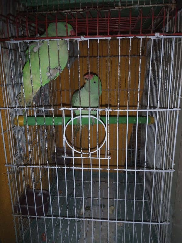 Raw Parrots for Sale Bolna Seekhne ki umer me hain 03362838259 3