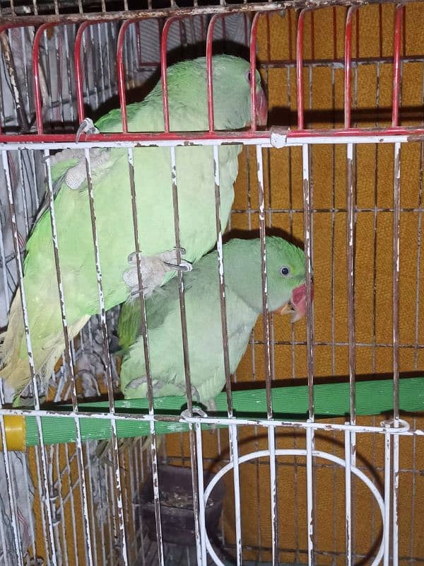 Raw Parrots for Sale Bolna Seekhne ki umer me hain 03362838259 4