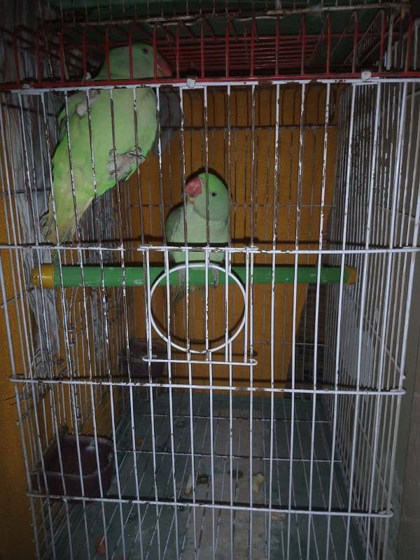 Raw Parrots for Sale Bolna Seekhne ki umer me hain 03362838259 5