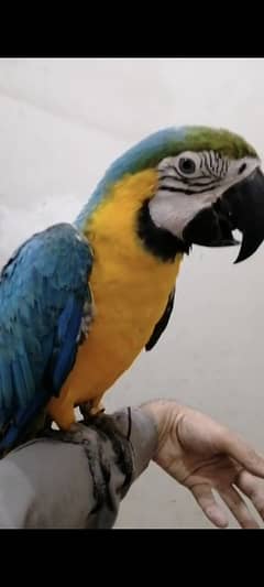 Bule Gold Macaw Chick Available.