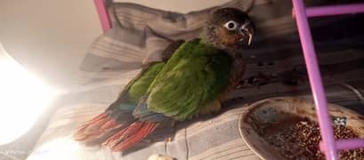 Pineapple Conure Chicks in highly red factor | Tame Pineapple Conure