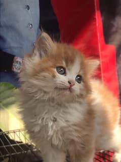 highest quality very healthy persian kittens for sale Cash on delivery