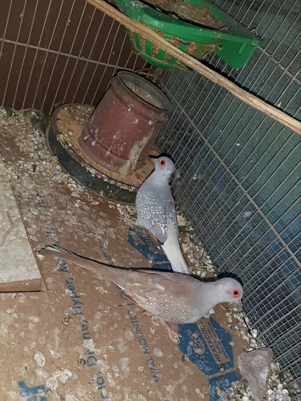 Dove pair for sale 0