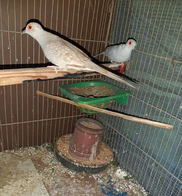 Dove pair for sale 1